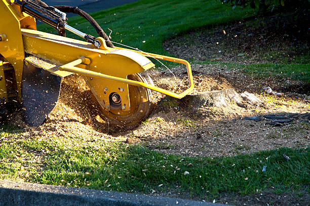 How Our Tree Care Process Works  in  Alamosa, CO